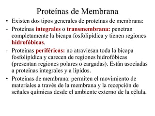 • Existen dos tipos generales de proteínas de membrana:
- Proteínas integrales o transmembrana: penetran
completamente la bicapa fosfolipídica y tienen regiones
hidrofóbicas.
- Proteínas periféricas: no atraviesan toda la bicapa
fosfolipídica y carecen de regiones hidrofóbicas
(presentan regiones polares o cargadas). Están asociadas
a proteínas integrales y a lípidos.
• Proteínas de membrana: permiten el movimiento de
materiales a través de la membrana y la recepción de
señales químicas desde el ambiente externo de la célula.
Proteínas de Membrana
 