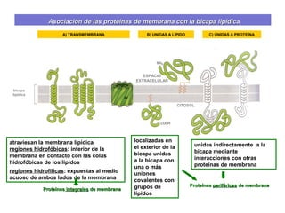 Asociación de las proteínas de membrana con la bicapa lipídicaAsociación de las proteínas de membrana con la bicapa lipídica
A) TRANSMEMBRANA B) UNIDAS A LÍPIDO C) UNIDAS A PROTEÍNA
bicapa
lipídica
ESPACIO
EXTRACELULAR
CITOSOL
atraviesan la membrana lipídica
regiones hidrofóbicas: interior de la
membrana en contacto con las colas
hidrofóbicas de los lípidos
regiones hidrofílicas: expuestas al medio
acuoso de ambos lados de la membrana
localizadas en
el exterior de la
bicapa unidas
a la bicapa con
una o más
uniones
covalentes con
grupos de
lípidos
unidas indirectamente a la
bicapa mediante
interacciones con otras
proteínas de membrana
ProteínasProteínas integralesintegrales de membranade membrana
ProteínasProteínas periféricasperiféricas de membranade membrana
 