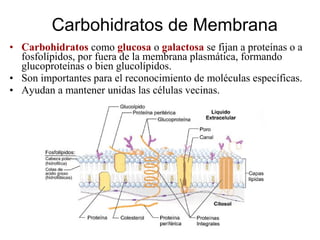 • Carbohidratos como glucosa o galactosa se fijan a proteínas o a
fosfolípidos, por fuera de la membrana plasmática, formando
glucoproteínas o bien glucolípidos.
• Son importantes para el reconocimiento de moléculas específicas.
• Ayudan a mantener unidas las células vecinas.
Carbohidratos de Membrana
 
