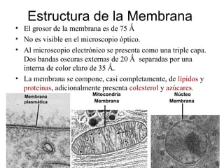 Estructura de la Membrana
• El grosor de la membrana es de 75 Ǻ
• No es visible en el microscopio óptico.
• Al microscopio electrónico se presenta como una triple capa.
Dos bandas oscuras externas de 20 Ǻ separadas por una
interna de color claro de 35 Ǻ.
• La membrana se compone, casi completamente, de lípidos y
proteínas, adicionalmente presenta colesterol y azúcares.
Mitocondria
Membrana
Núcleo
Membrana
 