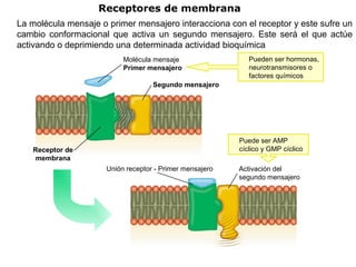 Molécula mensaje
Primer mensajero
Receptor de
membrana
Segundo mensajero
Pueden ser hormonas,
neurotransmisores o
factores químicos
Activación del
segundo mensajero
Puede ser AMP
cíclico y GMP cíclico
Unión receptor - Primer mensajero
Receptores de membrana
La molécula mensaje o primer mensajero interacciona con el receptor y este sufre un
cambio conformacional que activa un segundo mensajero. Este será el que actúe
activando o deprimiendo una determinada actividad bioquímica
 