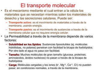 El transporte molecular
• Es el mecanismo mediante el cual entran a la célula los
materiales que se necesitan mientras salen los materiales de
desecho y las secreciones celulares. Puede ser:
– Transporte activo: es el movimiento de materiales a través de la
membrana, usando energía.
– Transporte pasivo: es el movimiento de sustancias a través de la
membrana celular que no requiere energía celular.
• La Permeabilidad a través de la membrana depende de varios
factores:
– Solubilidad en los lípidosSolubilidad en los lípidos: Sustancias liposolubles (ej. moléculas
hidrófobas, no polares) penetran con facilidad la bicapa de fosfolípidos.
Por otro lado el agua no pasa con facilidad.
– Tamaño:Tamaño: Muchas moléculas de gran tamaño (glucosa, proteínas,
aminoácidos, ácidos nucleicos) no pasan a través de la bicapa de
fosfolípidos
– Carga:Carga: Moléculas cargadas y los iones (k+
, Mg+2
, Ca+3
, Cl-
) no pueden
pasar, en condiciones normales, a través de la membrana.
 