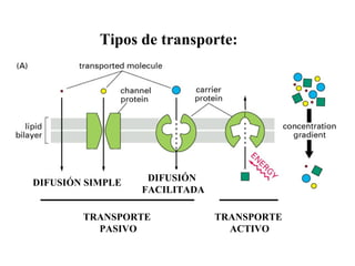 TRANSPORTE
ACTIVO
TRANSPORTE
PASIVO
DIFUSIÓN SIMPLE DIFUSIÓN
FACILITADA
Tipos de transporte:
 