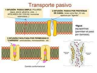 Transporte pasivo
1 DIFUSIÓN PASIVA SIMPLE: POLARES
(agua, etanol, glicerina, urea…)
APOLARES (O2, CO2,N2, hormonas
esteroideas..)
3 DIFUSIÓN FACILITADA POR PERMEASAS O
“CARRIERS”: aminoácidos, monosacáridos ..etc
Cambio conformacional
2 DIFUSIÓN PASIVA POR PROTEÍNAS
DE CANAL: iones como Na+, K+ etc,
apertura por “ligando”
•Agua:
aquaporinas
(permiten el paso
por ósmosis).
 