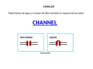 CANALES
Están llenos de agua y a través de ellos transitan la mayoría de los iones.
 