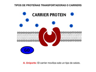 TIPOS DE PROTEÍNAS TRANSPORTADORAS O CARRIERS
A. Uniporte: El carrier moviliza solo un tipo de soluto.
 