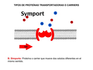 TIPOS DE PROTEÍNAS TRANSPORTADORAS O CARRIERS
B. Simporte: Proteína o carrier que mueve dos solutos diferentes en el
mismo sentido.
 