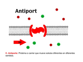 C. Antiporte: Proteína o carrier que mueve solutos diferentes en diferentes
sentidos.
 