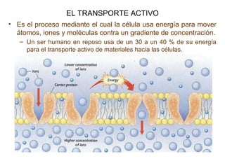 EL TRANSPORTE ACTIVO
• Es el proceso mediante el cual la célula usa energía para mover
átomos, iones y moléculas contra un gradiente de concentración.
– Un ser humano en reposo usa de un 30 a un 40 % de su energía
para el transporte activo de materiales hacia las células.
 