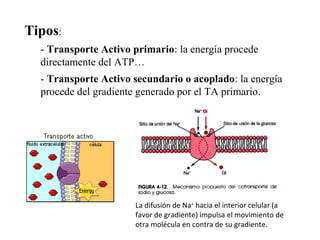 Tipos:
- Transporte Activo primario: la energía procede
directamente del ATP…
- Transporte Activo secundario o acoplado: la energía
procede del gradiente generado por el TA primario.
La difusión de Na+
hacia el interior celular (a
favor de gradiente) impulsa el movimiento de
otra molécula en contra de su gradiente.
 