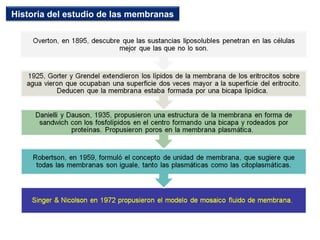 Historia del estudio de las membranas
 