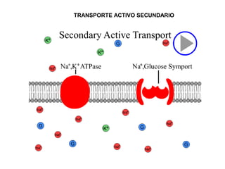 TRANSPORTE ACTIVO SECUNDARIO
 