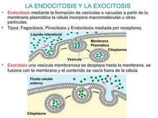 LA ENDOCITOSIS Y LA EXOCITOSIS
• Exocitosis una vesícula membranosa se desplaza hasta la membrana, se
fusiona con la membrana y el contenido se vacía fuera de la célula.
Fluido celular
externo
Citoplasma
• Endocitosis mediante la formación de vesículas o vacuolas a partir de la
membrana plasmática la célula incorpora macromoléculas u otras
partículas.
• Tipos: Fagocitosis, Pinocitosis y Endocitosis mediada por receptores.
Citoplasma
Líquido intersticial
Vesícula
Membrana
Plasmática
 