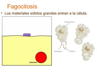 Fagocitosis
• Los materiales sólidos grandes entran a la célula.
 