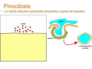 Pinocitosis
• La célula adquiere partículas pequeñas o gotas de líquidos.
 