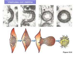 Vesículas con clatrina
 