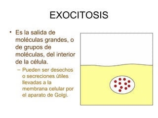 EXOCITOSIS
• Es la salida de
moléculas grandes, o
de grupos de
moléculas, del interior
de la célula.
– Pueden ser desechos
o secreciones útiles
llevadas a la
membrana celular por
el aparato de Golgi.
 