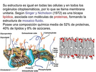 Su estructura es igual en todas las células y en todos los
orgánulos citoplasmáticos, por lo que se llama membrana
unitaria. Según Singer y Nicholson (1972) es una bicapa
lipídica, asociada con moléculas de proteínas, formando la
estructura de mosaico fluido.
Posee una composición química media de 52% de proteínas,
40% de lípidos y 8% de azúcares.
 