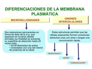 DIFERENCIACIONES DE LA MEMBRANA
PLASMÁTICA
MICROVELLOSIDADES
UNIONES
INTERCELULARES
“RESISTENCIA”
Estas estructuras permiten que las
células adyacentes formen conexiones
estrechas unas con otras o tengan una
comunicación rápida.
Son extensiones permanentes en
forma de dedo de la m.p. que
aparecen en muchas células
animales (su finalidad es aumentar
su superficie de absorción hasta 20
veces más).
• 20-30 filamentos de actina
• conectados con una red interior
de proteínas de la célula
“UNION”
“COMUNICACIÓN”
 