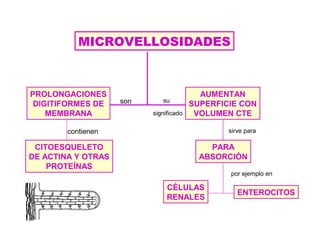 MICROVELLOSIDADES
PROLONGACIONES
DIGITIFORMES DE
MEMBRANA
AUMENTAN
SUPERFICIE CON
VOLUMEN CTE
PARA
ABSORCIÓN
CÉLULAS
RENALES
ENTEROCITOS
son su
significado
CITOESQUELETO
DE ACTINA Y OTRAS
PROTEÍNAS
contienen sirve para
por ejemplo en
 
