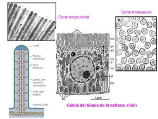 Corte longitudinal
Corte transversal
Célula del túbulo de la nefrona: riñón
 