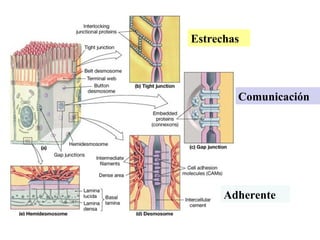 Comunicación
Estrechas
Adherente
 