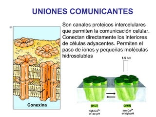 UNIONES COMUNICANTES
1.5 nm
Conexina
Son canales proteicos intercelulares
que permiten la comunicación celular.
Conectan directamente los interiores
de células adyacentes. Permiten el
paso de iones y pequeñas moléculas
hidrosolubles
 