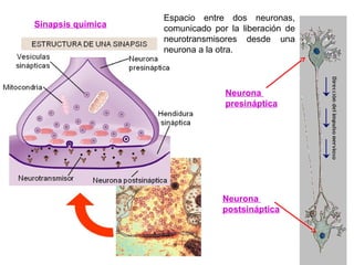 Sinapsis química
Neurona
presináptica
Neurona
postsináptica
Espacio entre dos neuronas,
comunicado por la liberación de
neurotransmisores desde una
neurona a la otra.
 