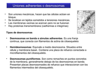 Uniones adherentes o desmosomas
• Son uniones mecánicas, hacen que las células actúen en
bloque.
• Se localizan en tejidos sometidos a tensiones mecánicas.
• Las membranas vecinas se acercan pero no se fusionan
• Hay proteínas transmembrana (cadherinas e integrinas)
Tipos de desmosomas
• Desmosomas en banda o zónulas adherentes. Es una franja
continua, que conecta con filamentos de actina de citoesqueleto
• Hemidesmosomas: Equivale a medio desmosoma. Situados entre
célula y membrana basal.. Contiene una placa de refuerzo conectada a
microfilamentos del citoesqueleto.
• Desmosomas puntiformes. Son como remaches en puntos concretos
de la membrana, generalmente debajo de los desmosomas en banda.
Presentan placas desmosomasles de refuerzo que interaccionan con los
filamentos intermedios del citoesqueleto.
 