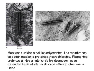 Mantienen unidas a células adyacentes. Las membranas
se pegan mediante proteínas y carbohidratos. Filamentos
proteicos unidos al interior de los desmosomas se
extienden hacia el interior de cada célula y refuerzan la
unión
 