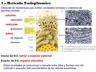 1.- Retículo Endoplásmico
Conjunto de membranas que limitan cavidades cerradas o cisternas de
distintas formas:
- sáculos
aplanados
- vesículas
globulares
- tubos
de aspecto
sinuoso
Interior del R.E. lumen o espacio cisternal
Exterior del R.E. espacio citosólico
Estas cavidades se comunican a menudo entre ellas y forman una red
(retículo = pequeña red) característica de las células eucariotas.
 