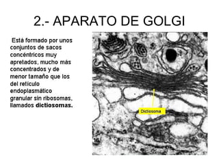 2.- APARATO DE GOLGI
 