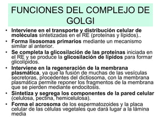 • Interviene en el transporte y distribución celular de
moléculas sintetizadas en el RE (proteínas y lípidos)..
• Forma lisosomas primarios mediante un mecanismo
similar al anterior.
• Se completa la glicosilación de las proteínas iniciada en
el RE y se produce la glicosilación de lípidos para formar
glicolípidos.
• Interviene en la regeneración de la membrana
plasmática, ya que la fusión de muchas de las vesículas
secretoras, procedentes del dictiosoma, con la membrana
plasmática permite reponer los fragmentos de la membrana
que se pierden mediante endocitosis.
• Sintetiza y segrega los componentes de la pared celular
(celulosa, pectina, hemicelulosa).
• Forma el acrosoma de los espermatozoides y la placa
celular de las células vegetales que dará lugar a la lámina
media
FUNCIONES DEL COMPLEJO DE
GOLGI
 