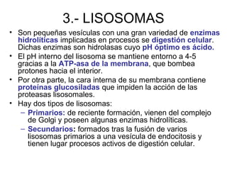 3.- LISOSOMAS
• Son pequeñas vesículas con una gran variedad de enzimas
hidrolíticas implicadas en procesos se digestión celular.
Dichas enzimas son hidrolasas cuyo pH óptimo es ácido.
• El pH interno del lisosoma se mantiene entorno a 4-5
gracias a la ATP-asa de la membrana, que bombea
protones hacia el interior.
• Por otra parte, la cara interna de su membrana contiene
proteínas glucosiladas que impiden la acción de las
proteasas lisosomales.
• Hay dos tipos de lisosomas:
– Primarios: de reciente formación, vienen del complejo
de Golgi y poseen algunas enzimas hidrolíticas.
– Secundarios: formados tras la fusión de varios
lisosomas primarios a una vesícula de endocitosis y
tienen lugar procesos activos de digestión celular.
 