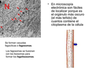 • En microscopía
electrónica son fáciles
de localizar porque es
el orgánulo más oscuro
(el más teñido) de
cuantos contiene el
citoplasma de la célula
Se forman vacuolas
fagocíticas o fagosomas.
Los fagosomas se fusionan
con los lisosomas para
formar los fagolisosomas.
 