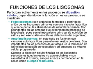FUNCIONES DE LOS LISOSOMAS
Participan activamente en los procesos se digestión
celular, dependiendo de la función en estos procesos se
clasifican:
– Fagolisosomas: son orgánulos formados a partir de la
unión de los lisosomas primarios con una vacuola fagocítica
que tiene partículas alimenticias de naturaleza variada. Son
abundantes en las amebas que experimentan procesos de
fagocitosis, pues son el mecanismo principal de nutrición de
estos y son esenciales en células defensivas del organismo.
– Autofagolisosomas: en este caso se fusionan con
vacuolas autofagocíticas para eliminar restos celulares. Son
importantes en los procesos de autofagia un la formación de
los tejidos de sostén en vegetales y en procesos de muerte
celular programada.
Cuando la digestión celular finaliza en los lisosomas
secundarios quedan restos no aprovechables y son
excretados al exterior, aunque a veces permanecen en la
célula como cuerpos residuales.
 