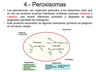 4.- Peroxisomas
• Los peroxisomas, son orgánulos parecidos a los lisosomas, pero que
en vez de contener enzimas hidrolasas contienen enzimas oxidasas y
catalasa, que oxidan diferentes sustratos y degradan el agua
oxigenada (peróxido de hidrógeno).
• Este producto secundario de algunas reacciones químicas es peligroso
en el interior celular.
 