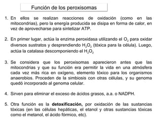 1. En ellos se realizan reacciones de oxidación (como en las
mitocondrias), pero la energía producida se disipa en forma de calor, en
vez de aprovecharse para sintetizar ATP.
2. En primer lugar, actúa la enzima peroxidasa utilizando el O2 para oxidar
diversos sustratos y desprendiendo H2O2 (tóxica para la célula). Luego,
actúa la catalasa descomponiendo el H2O2
3. Se considera que los peroxisomas aparecieron antes que las
mitocondrias y que su función era permitir la vida en una atmósfera
cada vez más rica en oxígeno, elemento tóxico para los organismos
anaerobios. Proceden de la simbiosis con otras células, y su genoma
quedó incorporado al genoma celular.
4. Sirven para eliminar el exceso de ácidos grasos, a.a. o NADPH.
5. Otra función es la detoxificación, por oxidación de las sustancias
tóxicas (en las células hepáticas, el etanol y otras sustancias tóxicas
como el metanol, el ácido fórmico, etc).
Función de los peroxisomas
 