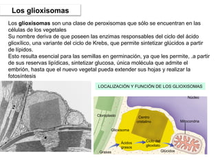 LOCALIZACIÓN Y FUNCIÓN DE LOS GLIOXISOMAS
Cloroplasto
Núcleo
Centro
cristalino
Glioxisoma
Ácidos
grasos
Grasas
Ciclo del
glioxilato
Glúcidos
Mitocondria
Los glioxisomas
Los glioxisomas son una clase de peroxisomas que sólo se encuentran en las
células de los vegetales
Su nombre deriva de que poseen las enzimas responsables del ciclo del ácido
glioxílico, una variante del ciclo de Krebs, que permite sintetizar glúcidos a partir
de lípidos.
Esto resulta esencial para las semillas en germinación, ya que les permite, .a partir
de sus reservas lipídicas, sintetizar glucosa, única molécula que admite el
embrión, hasta que el nuevo vegetal pueda extender sus hojas y realizar la
fotosíntesis
 