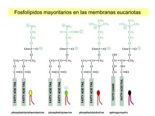 Fosfolípidos mayoritarios en las membranas eucariotas
 
