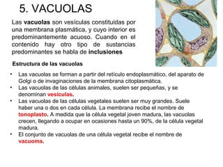 • Las vacuolas se forman a partir del retículo endoplasmático, del aparato de
Golgi o de invaginaciones de la membrana citoplasmática.
• Las vacuolas de las células animales, suelen ser pequeñas, y se
denominan vesículas.
• Las vacuolas de las células vegetales suelen ser muy grandes. Suele
haber una o dos en cada célula. La membrana recibe el nombre de
tonoplasto. A medida que la célula vegetal joven madura, las vacuolas
crecen, llegando a ocupar en ocasiones hasta un 90%, de la célula vegetal
madura.
• El conjunto de vacuolas de una célula vegetal recibe el nombre de
vacuoma.
Las vacuolas son vesículas constituidas por
una membrana plasmática, y cuyo interior es
predominantemente acuoso. Cuando en el
contenido hay otro tipo de sustancias
predominantes se habla de inclusiones
Estructura de las vacuolas
5. VACUOLAS
 