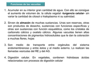 1. Acumular en su interior gran cantidad de agua. Con ello se consigue
el aumento de volumen de. la célula vegetal -turgencia celular- sin
variar la cantidad de citosol o hialoplasma ni su salinidad.
2. Sirven de almacén de muchas sustancias. Unas son reservas, otras
son productos de desecho, sustancias con funciones específicas y
otras son sustancias con función esquelética, como los cristales de
carbonato cálcico y oxalato cálcico. Algunas vacuolas tienen altas
concentraciones de pigmentos hidrosolubles que le dan la coloración
a muchas flores, hojas
3. Son medio de transporte entre orgánulos del sistema
endomembranoso y entre éstos y el medio externo. Lo realizan las
llamadas vesículas del RE y del AG.
4. Digestión celular. En vegetales, contienen hidrolasas ácidas
relacionadas con procesos de digestión celular
Funciones de las vacuolas
 