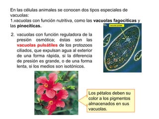 En las células animales se conocen dos tipos especiales de
vacuolas:
1.vacuolas con función nutritiva, como las vacuolas fagocíticas y
las pinocíticas.
2. vacuolas con función reguladora de la
presión osmótica; éstas son las
vacuolas pulsátiles de los protozoos
ciliados, que expulsan agua al exterior
de una forma rápida, si la diferencia
de presión es grande, o de una forma
lenta, si los medios son isotónicos.
Los pétalos deben su
color a los pigmentos
almacenados en sus
vacuolas.
 