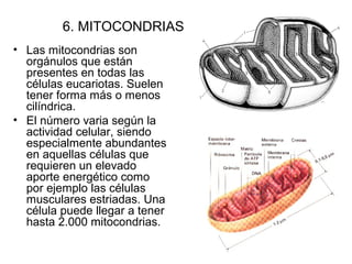 6. MITOCONDRIAS
• Las mitocondrias son
orgánulos que están
presentes en todas las
células eucariotas. Suelen
tener forma más o menos
cilíndrica.
• El número varia según la
actividad celular, siendo
especialmente abundantes
en aquellas células que
requieren un elevado
aporte energético como
por ejemplo las células
musculares estriadas. Una
célula puede llegar a tener
hasta 2.000 mitocondrias.
 