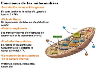 Funciones de las mitocondrias
•ß-oxidación de los ácidos grasos
•Ciclo de Krebs
•Cadena respiratoria
•Fosforilación oxidativa
•Concentración de sustancias
en la cámara interna:
En cada vuelta de la hélice de Lynen se
forman 5 ATPs
De importancia decisiva en el catabolismo
celular.
Los transportadores de electrones se
encuentran en la membrana interna.
Se realiza en las partículas
fundamentales y sintetiza la
mayor parte del ATP.
Proteínas, lípidos, colorantes,
hierro, etc.
 