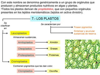 Con este nombre se denomina genéricamente a un grupo de orgánulos que
producen y almacenan productos nutritivos en algas y plantas.
•Todos los plastos derivan de proplástidos, que son pequeños orgánulos
presentes en los tejidos meristemáticos (tejidos en activa división).
 