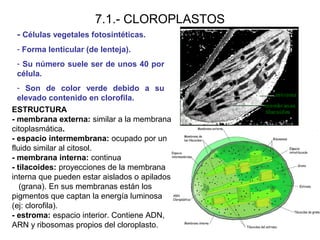 7.1.- CLOROPLASTOS
- Células vegetales fotosintéticas.
- Forma lenticular (de lenteja).
- Su número suele ser de unos 40 por
célula.
- Son de color verde debido a su
elevado contenido en clorofila.
ESTRUCTURA
- membrana externa: similar a la membrana
citoplasmática.
- espacio intermembrana: ocupado por un
fluido similar al citosol.
- membrana interna: continua
- tilacoides: proyecciones de la membrana
interna que pueden estar aislados o apilados
(grana). En sus membranas están los
pigmentos que captan la energía luminosa
(ej: clorofila).
- estroma: espacio interior. Contiene ADN,
ARN y ribosomas propios del cloroplasto.
 