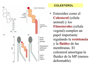 COLESTEROL
• Esteroides como el
Colesterol (célula
animal) y los
Fitoesteroles (célula
vegetal) cumplen un
papel importante
regulando la resistencia
y la fluidez de las
membranas. El
colesterol amortigua la
fluidez de la MP (menos
deformable)
 