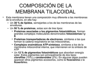 COMPOSICIÓN DE LA
MEMBRANA TILACOIDAL
• Esta membrana tienen una composición muy diferente a las membranas
de la envoltura, en ella hay:
– Un 38 % de lípidos, semejantes a los de las membranas de las
envolturas.
– Un 50 % de proteínas, estas son de tres tipos:
• Proteínas asociadas a los pigmentos fotosintéticos, forman
grandes complejos moleculares denominados fotosistemas I y
II.
• Proteínas transportadoras de electrones, similares a las que
forman la cadena respiratoria en las mitocondrias,
• Complejos enzimáticos ATP-sintetasa, similares a los de la
membrana mitocondrial interna, que intervienen en la síntesis de
ATP
• Un 12 % de pigmentos fotosintéticos que absorben energía
solar. Estos pigmentos son principalmente de dos tipos:
clorofilas (10%) y carotenoides (2%). En algunas algas pueden
aparecer otros pigmentos accesorios, como la ficocianina o la
ficoeritrina.
 