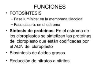 FUNCIONES
• FOTOSÍNTESIS
– Fase lumínica: en la membrana tilacoidal
– Fase oscura: en el estroma
• Síntesis de proteínas: En el estroma de
los cloroplastos se sintetizan las proteínas
del cloroplasto que están codificadas por
el ADN del cloroplasto
• Biosíntesis de ácidos grasos.
• Reducción de nitratos a nitritos.
 